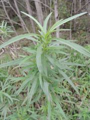 Artemisia selengensis