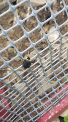 Necrophila americana