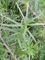 Artemisia selengensis