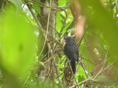 Thamnophilus unicolor