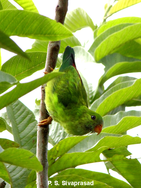 Vernal Hanging Parrot