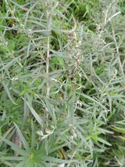 Artemisia selengensis