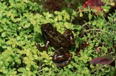 Hyloxalus