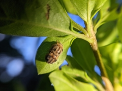 Coleoptera