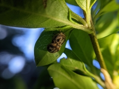 Coleoptera