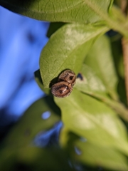 Coleoptera