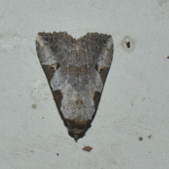 Chorsia costimacula