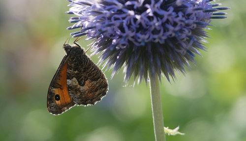 Grayling, 6721 Bennekom, Nederland, photo 7 of 10