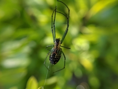 Leucauge