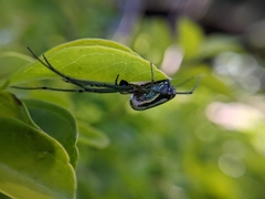 Leucauge