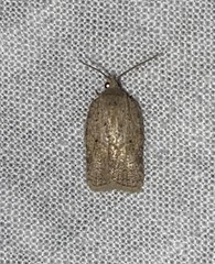 Acleris placidana