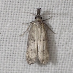 Dichomeris inversella