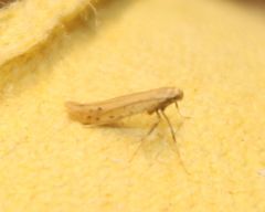 Aspilapteryx tringipennella