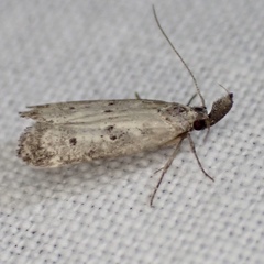 Dichomeris inversella
