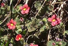 Jamesbrittenia breviflora