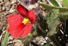 Jamesbrittenia breviflora