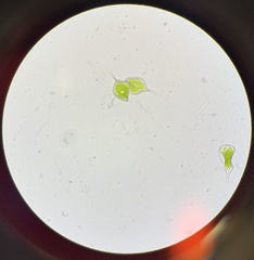 Phacus circumflexus
