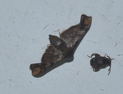 Hypolamprus emblicalis