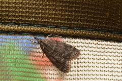Scoparia penumbralis
