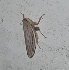 Athysanus argentarius