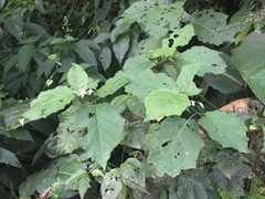 Solanum torvum image