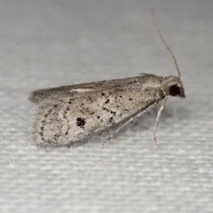 Cacotherapia unipuncta