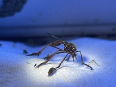 Pseudorus