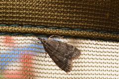 Scoparia penumbralis