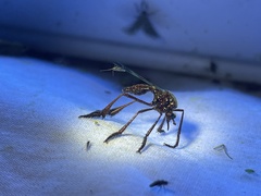 Pseudorus