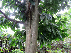 Caryodendron orinocense