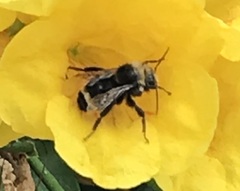 Bombus californicus