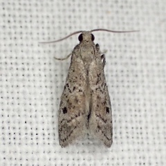 Cacotherapia unipuncta