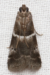 Quasisalebria atratella