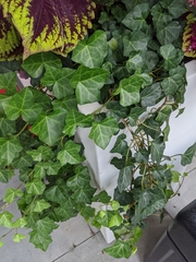 Hedera helix