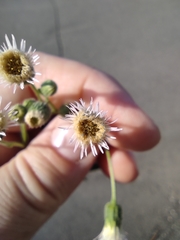 Erigeron acris
