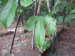 Aristolochia colombiana