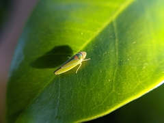 Graphocephala