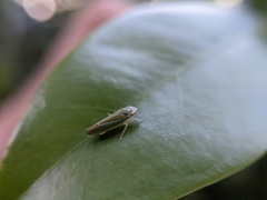 Graphocephala