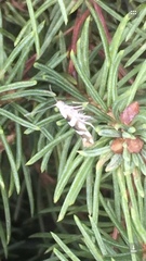 Argyresthia calliphanes