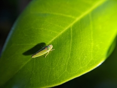 Graphocephala