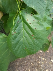 Contarinia verrucicola