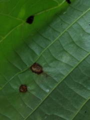 Contarinia verrucicola