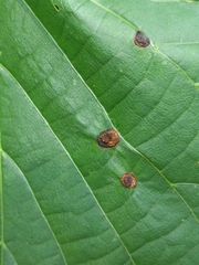 Contarinia verrucicola