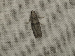 Cadra reniformis