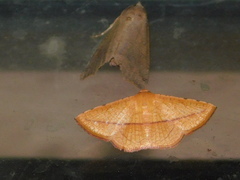 Striglina
