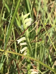 Spiranthes aestivalis