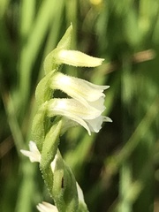 Spiranthes aestivalis
