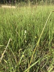 Spiranthes aestivalis