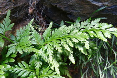 Asplenium adiantum-nigrum