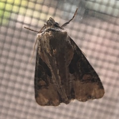 Lateroligia ophiogramma